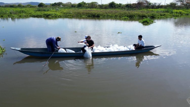 Siembran 200.000 bocachicos en el embalse del Guájaro para impulsar la pesca artesanal en Atlántico