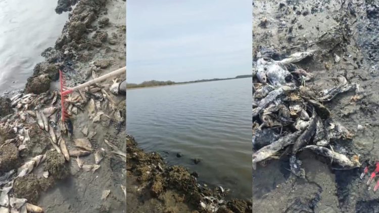 Denuncian mortandad de peces en el Lago Caimán de Tubará y piden acciones urgentes