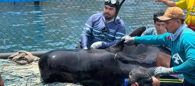 Rescatan delfín juvenil hallado varado en playas de Tasajera, Magdalena