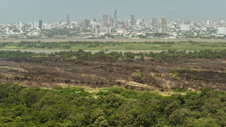 Incendio en el Parque Isla Salamanca fue controlado, confirma el alcalde Alejandro Char
