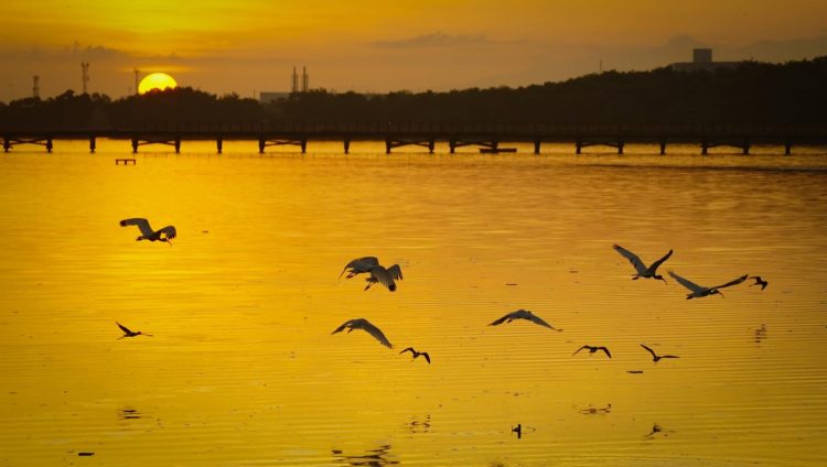 Barranquilla recibe máxima certificación de la ONU por liderazgo en restauración ambiental y sostenibilidad urbana
