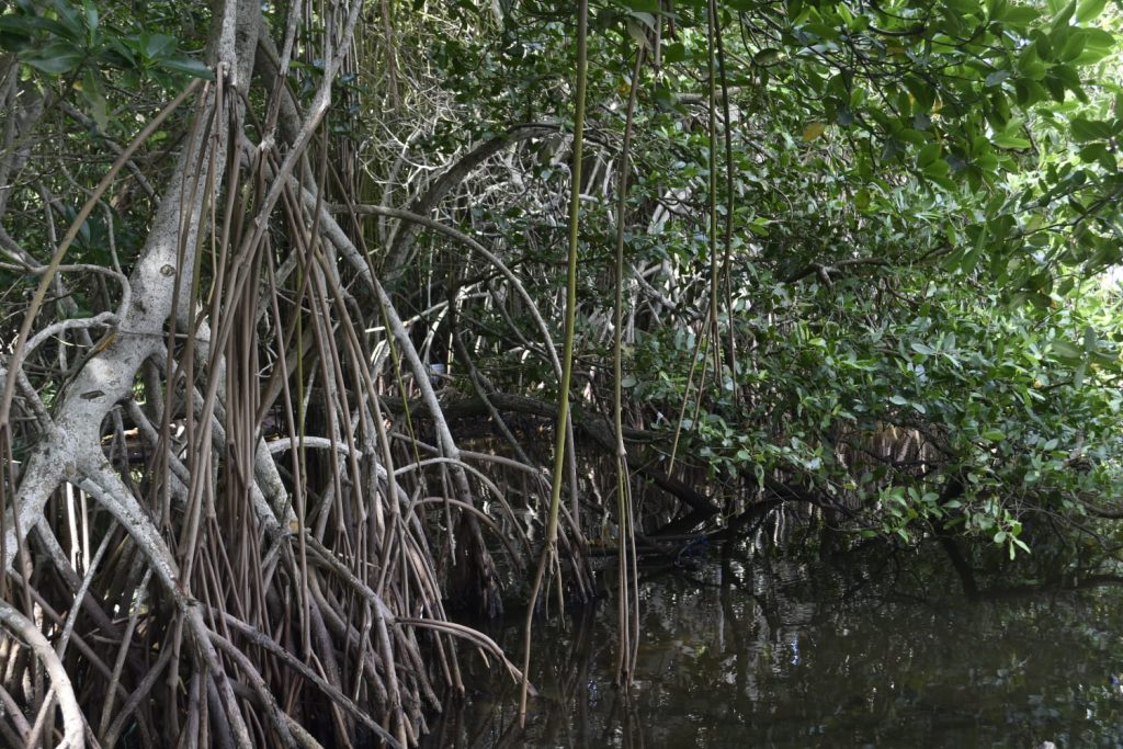 Barranquilla fortalece la protección del santuario de mangles de la ciénaga de Mallorquín con acciones de restauración y educación ambiental